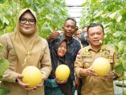 Gubernur Al Haris Panen Perdana Melon Premium di Tanjung Jabung Timur