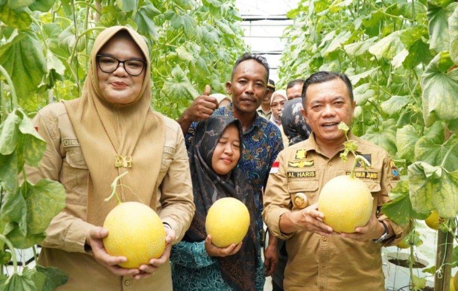 Gubernur Jambi Dr. H. Al Haris, S.Sos., M.H., melaksanakan Panen Perdana Melon Premium di Screen House Modern Holtikuktura, bertempat di Desa Tri Mulya, Kecamatan Rantau Rasau, Kabupaten Tanjung Jabung Timur