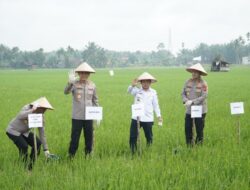 Presiden Prabowo Umumkan Indonesia Swasembada Pangan: Gubernur Al Haris Hadiri Tasyakuran Secara Virtual