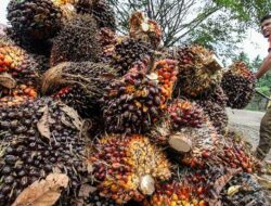 Naik Rp.137,45 Bupati M. Syukur Minta Perusahaan Tak Turunkan Harga TBS: Ikuti Harga Pemerintah