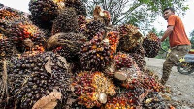 Bupati Merangin, M. Syukur, memberikan teguran keras kepada seluruh Pabrik Kelapa Sawit (PKS) di Merangin agar tidak menurunkan harga Tandan Buah Segar (TBS) secara sepihak.