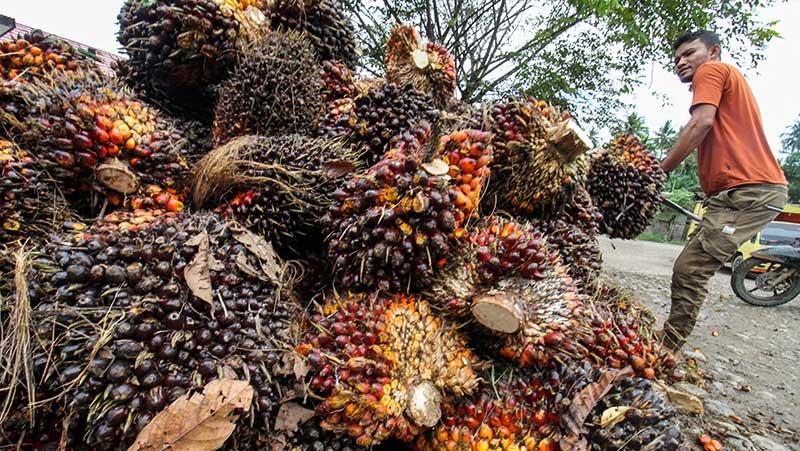 Bupati Merangin, M. Syukur, memberikan teguran keras kepada seluruh Pabrik Kelapa Sawit (PKS) di Merangin agar tidak menurunkan harga Tandan Buah Segar (TBS) secara sepihak.