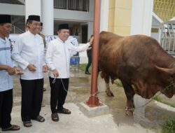 Gubernur Al Haris Serahkan Sapi Kurban Presiden Prabowo Seberat 930 Kilogram di Jambi
