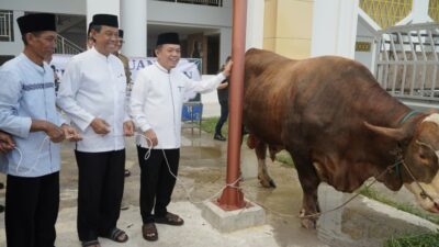 Gubernur Al Haris Serahkan Sapi Kurban Presiden Prabowo Seberat 930 Kilogram di Jambi