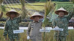 Gubernur Al Haris Hadiri Panen Raya TNI di Desa Kota Baru Geragai, Dukung Ketahanan Pangan